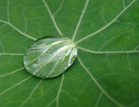 Kapuzinerkresse mit Wassertropfen / wird als pflanzliches Antibiotikum verwendet